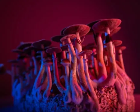 Regarding Substances by the Author: A Reflective Exploration into Consciousness Expanders